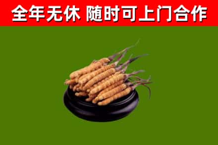 宁明县回收冬虫夏草